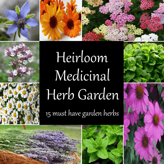 15 Medicinal Herb Garden Seeds Cheap Seeds, LLC