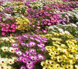 Annual Iceplant Mixed