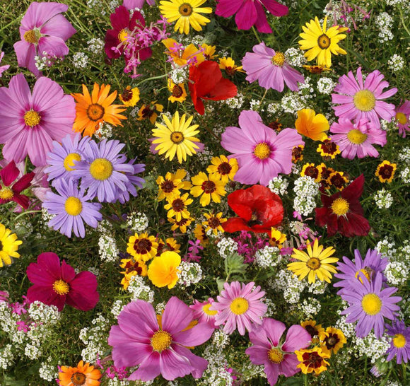Annuals for Sun Flower Seeds