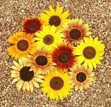 Autumn Beauty Sunflower - Cheap Seeds, LLC