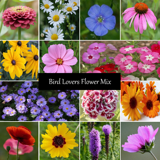 Bird Lovers Flower Wildflower Mix