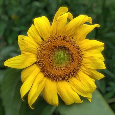 Black Oil Sunflower - Cheap Seeds, LLC