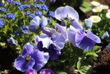 Blue and White Pansies - Cheap Seeds, LLC