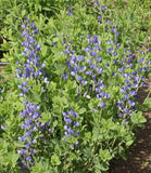blue indigo flowers