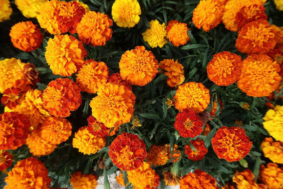 Brocade Marigold flowers