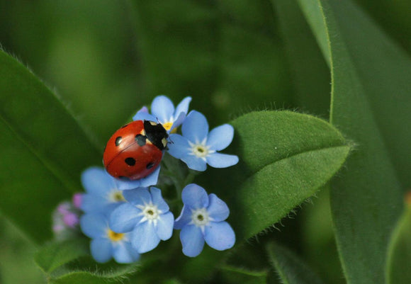 Chinese Forget Me Not flower with ladybug