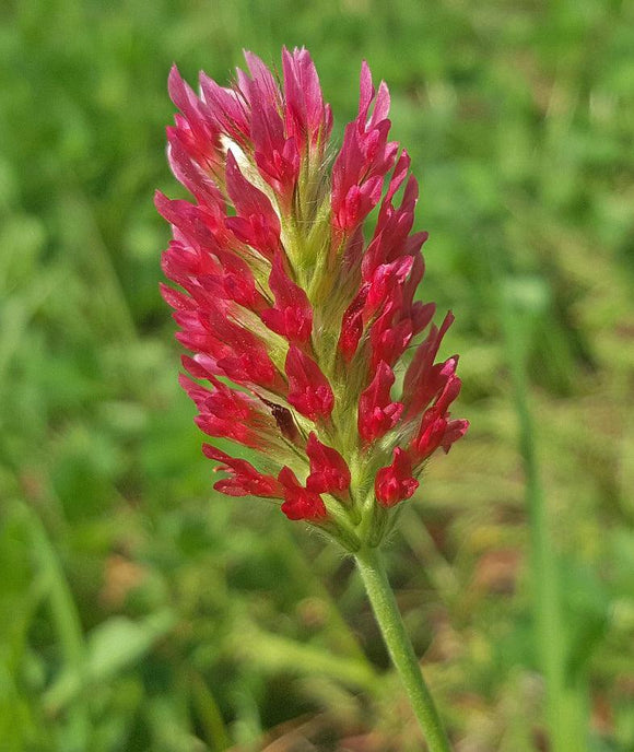 Crimson Clover flower