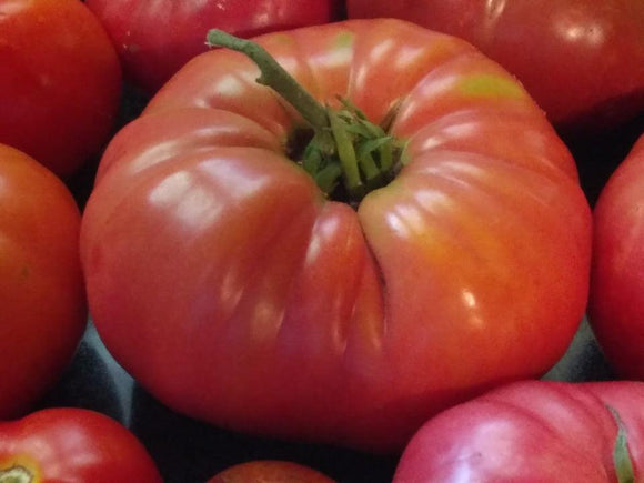 Indiana Heirloom Tomato - Cheap Seeds, LLC