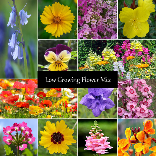Low Growing Flower Mix