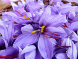 Saffron Crocus Bulbs