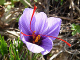 Saffron Crocus Bulbs