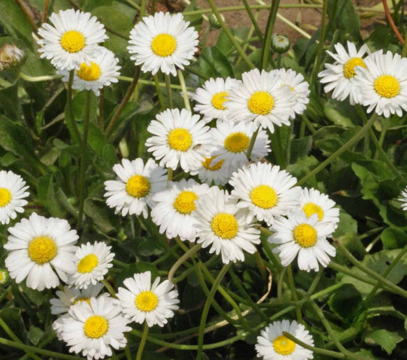 White English Daisy Flowers