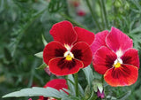 Arkwright Ruby Viola Pansy