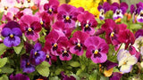 Arkwright Ruby Viola Pansy