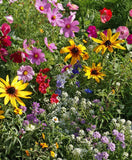 Group of colorful flowers
