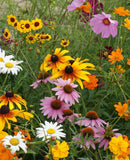 Group of pink, yellow, and white flowers