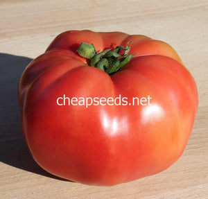 African Queen Tomato - Cheap Seeds, LLC