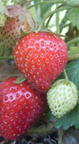 Alexandria Alpine Strawberry - Cheap Seeds, LLC