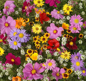 Annuals for Sun Flower Seeds