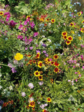 Annuals For Sun Flower Mix