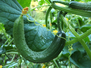 Armenian Cucumber Growing - Cheap Seeds, LLC