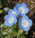 baby blue eyes flowers - Cheap Seeds, LLC