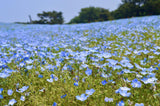 field of baby blue eyes flowers