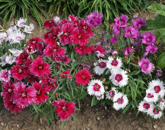 Baby Doll Dianthus Flowers