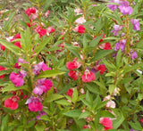 Pink Balsam Camellia Flowers