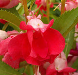 Red Balsam Camellia Flower