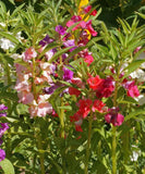 Pink and Red Balsam Tom Thumb Flowers