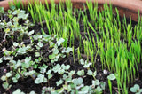 Basic Salad Microgreen Mix - Cheap Seeds, LLC