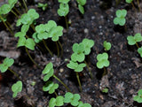 Salad Microgreen Mix (Organic) - Basic - Cheap Seeds, LLC