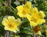 Close up of Bigflower Cinquefoil Flowers