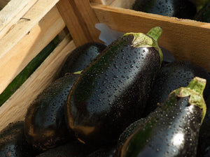 Black Beauty Eggplant - Cheap Seeds, LLC