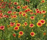 Red and Yellow flowers