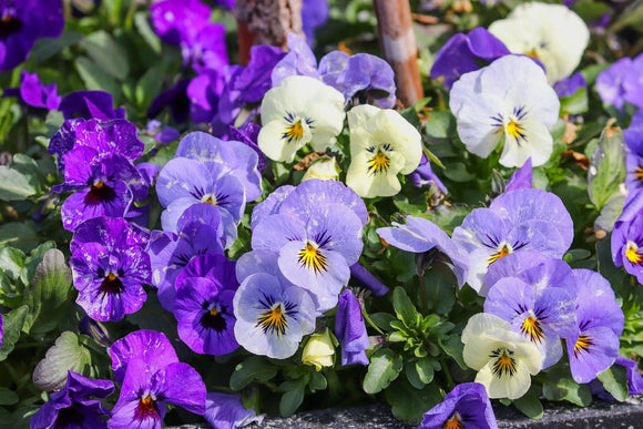 Blue and White Pansies