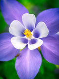 blue columbine flower