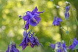 dark blue columbine flowers