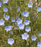 Cluster of Blue Flax Flowers