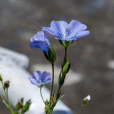 side view of blue flax flowers
