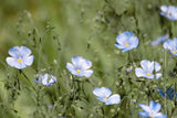 close up of blue flax flowers