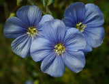 close up of three blue flax flowers