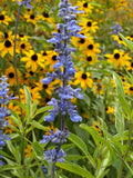 blue sage with black susan flowers