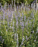 group of blue sage flowers