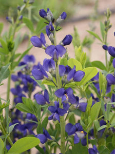 Blue Wild Indigo Flowers