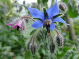 pink and blue borage flowers