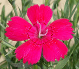 Close up of Brilliant Maiden Pinks Flower