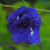 dark blue butterfly pea flower