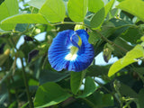 butterfly pea flower with vines
